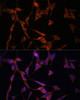 Immunofluorescence analysis of NIH/3T3 cells using TGFBR1 antibody (16-823) at dilution of 1:100. Blue: DAPI for nuclear staining.