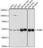 Western blot analysis of extracts of various cell lines, using TUBB3 antibody (16-852) at 1:1000 dilution.<br/>Secondary antibody: HRP Goat Anti-Rabbit IgG (H+L) at 1:10000 dilution.<br/>Lysates/proteins: 25ug per lane.<br/>Blocking buffer: 3% nonfat dry milk in TBST.<br/>Detection: ECL Basic Kit.<br/>Exposure time: 1s.