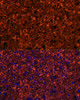 Immunofluorescence analysis of mouse brain using TUBB3 antibody (16-852) at dilution of 1:100. Blue: DAPI for nuclear staining.