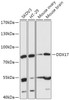 Western blot analysis of extracts of various cell lines, using DDX17 antibody (16-855) at 1:1000 dilution.<br/>Secondary antibody: HRP Goat Anti-Rabbit IgG (H+L) at 1:10000 dilution.<br/>Lysates/proteins: 25ug per lane.<br/>Blocking buffer: 3% nonfat dry milk in TBST.<br/>Detection: ECL Basic Kit.<br/>Exposure time: 5min.