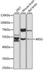 Western blot analysis of extracts of various cell lines, using ARSG antibody (16-867) at 1:1000 dilution.<br/>Secondary antibody: HRP Goat Anti-Rabbit IgG (H+L) at 1:10000 dilution.<br/>Lysates/proteins: 25ug per lane.<br/>Blocking buffer: 3% nonfat dry milk in TBST.<br/>Detection: ECL Basic Kit.<br/>Exposure time: 90s.