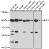 Western blot analysis of extracts of various cell lines, using RGL1 antibody (16-868) at 1:1000 dilution.<br/>Secondary antibody: HRP Goat Anti-Rabbit IgG (H+L) at 1:10000 dilution.<br/>Lysates/proteins: 25ug per lane.<br/>Blocking buffer: 3% nonfat dry milk in TBST.<br/>Detection: ECL Basic Kit.<br/>Exposure time: 30s.