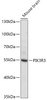 Western blot analysis of extracts of Mouse brain, using PIK3R3 antibody (16-869) at 1:1000 dilution.<br/>Secondary antibody: HRP Goat Anti-Rabbit IgG (H+L) at 1:10000 dilution.<br/>Lysates/proteins: 25ug per lane.<br/>Blocking buffer: 3% nonfat dry milk in TBST.<br/>Detection: ECL Basic Kit.<br/>Exposure time: 90s.