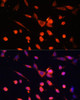 Immunofluorescence analysis of NIH-3T3 cells using PIK3R3 antibody (16-869) at dilution of 1:100. Blue: DAPI for nuclear staining.