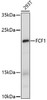Western blot analysis of extracts of 293T cells, using FCF1 antibody (16-873) at 1:1000 dilution.<br/>Secondary antibody: HRP Goat Anti-Rabbit IgG (H+L) at 1:10000 dilution.<br/>Lysates/proteins: 25ug per lane.<br/>Blocking buffer: 3% nonfat dry milk in TBST.<br/>Detection: ECL Enhanced Kit.<br/>Exposure time: 100s.