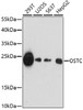 Western blot analysis of extracts of various cell lines, using OSTC antibody (16-883) at 1:1000 dilution.<br/>Secondary antibody: HRP Goat Anti-Rabbit IgG (H+L) at 1:10000 dilution.<br/>Lysates/proteins: 25ug per lane.<br/>Blocking buffer: 3% nonfat dry milk in TBST.<br/>Detection: ECL Enhanced Kit.<br/>Exposure time: 3min.