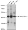 Western blot analysis of extracts of various cell lines, using YKL-40 / CHI3L1 antibody (16-890) at 1:1000 dilution.<br/>Secondary antibody: HRP Goat Anti-Rabbit IgG (H+L) at 1:10000 dilution.<br/>Lysates/proteins: 25ug per lane.<br/>Blocking buffer: 3% nonfat dry milk in TBST.<br/>Detection: ECL Basic Kit.<br/>Exposure time: 1s.