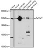 Western blot analysis of extracts of various cell lines, using DOCK7 antibody (16-891) at 1:1000 dilution.<br/>Secondary antibody: HRP Goat Anti-Rabbit IgG (H+L) at 1:10000 dilution.<br/>Lysates/proteins: 25ug per lane.<br/>Blocking buffer: 3% nonfat dry milk in TBST.<br/>Detection: ECL Basic Kit.<br/>Exposure time: 30s.