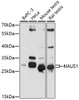 Western blot analysis of extracts of various cell lines, using HAUS1 antibody (16-894) at 1:1000 dilution.<br/>Secondary antibody: HRP Goat Anti-Rabbit IgG (H+L) at 1:10000 dilution.<br/>Lysates/proteins: 25ug per lane.<br/>Blocking buffer: 3% nonfat dry milk in TBST.<br/>Detection: ECL Basic Kit.<br/>Exposure time: 90s.