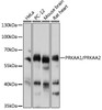 Western blot analysis of extracts of various cell lines, using PRKAA1/PRKAA2 antibody (16-906) at 1:1000 dilution.<br/>Secondary antibody: HRP Goat Anti-Rabbit IgG (H+L) at 1:10000 dilution.<br/>Lysates/proteins: 25ug per lane.<br/>Blocking buffer: 3% nonfat dry milk in TBST.<br/>Detection: ECL Basic Kit.<br/>Exposure time: 30s.