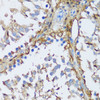 Immunohistochemistry of paraffin-embedded rat testis using MAPK1-MAPK3 antibody (16-907) at dilution of 1:200 (40x lens) .