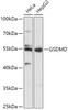 Western blot analysis of extracts of various cell lines, using GSDMD antibody (16-910) at 1:1000 dilution.<br/>Secondary antibody: HRP Goat Anti-Rabbit IgG (H+L) at 1:10000 dilution.<br/>Lysates/proteins: 25ug per lane.<br/>Blocking buffer: 3% nonfat dry milk in TBST.<br/>Detection: ECL Basic Kit.<br/>Exposure time: 90s.