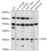 Western blot analysis of extracts of various cell lines, using PGA3 antibody (16-913) at 1:1000 dilution.<br/>Secondary antibody: HRP Goat Anti-Rabbit IgG (H+L) at 1:10000 dilution.<br/>Lysates/proteins: 25ug per lane.<br/>Blocking buffer: 3% nonfat dry milk in TBST.<br/>Detection: ECL Basic Kit.<br/>Exposure time: 90s.