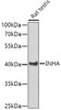Western blot analysis of extracts of rat testis, using INHA antibody (16-920) at 1:1000 dilution.<br/>Secondary antibody: HRP Goat Anti-Rabbit IgG (H+L) at 1:10000 dilution.<br/>Lysates/proteins: 25ug per lane.<br/>Blocking buffer: 3% nonfat dry milk in TBST.