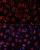 Immunofluorescence analysis of C6 cells using MCAM antibody (16-923) at dilution of 1:100. Blue: DAPI for nuclear staining.