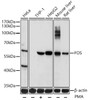 Western blot analysis of extracts of various cell lines, using FOS antibody (16-924) at 1:1000 dilution.THP-1 cells were treated by PMA (80 nM) for overnight.<br/>Secondary antibody: HRP Goat Anti-Rabbit IgG (H+L) at 1:10000 dilution.<br/>Lysates/proteins: 25ug per lane.<br/>Blocking buffer: 3% BSA.<br/>Detection: ECL Basic Kit.<br/>Exposure time: 90s.