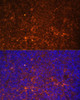 Immunofluorescence analysis of mouse spleen using IL1B antibody (16-928) at dilution of 1:100. Blue: DAPI for nuclear staining.