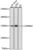 Western blot analysis of extracts of various cell lines, using CAPRIN2 antibody (16-930) at 1:1000 dilution.<br/>Secondary antibody: HRP Goat Anti-Rabbit IgG (H+L) at 1:10000 dilution.<br/>Lysates/proteins: 25ug per lane.<br/>Blocking buffer: 3% nonfat dry milk in TBST.<br/>Detection: ECL Enhanced Kit.<br/>Exposure time: 3min.