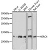 Western blot analysis of extracts of various cell lines, using HERC4 antibody (16-934) at 1:1000 dilution.<br/>Secondary antibody: HRP Goat Anti-Rabbit IgG (H+L) at 1:10000 dilution.<br/>Lysates/proteins: 25ug per lane.<br/>Blocking buffer: 3% nonfat dry milk in TBST.<br/>Detection: ECL Basic Kit.<br/>Exposure time: 90s.