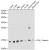 Western blot analysis of extracts of various cell lines, using FXN / Frataxin antibody (16-947) at 1:1000 dilution.<br/>Secondary antibody: HRP Goat Anti-Rabbit IgG (H+L) at 1:10000 dilution.<br/>Lysates/proteins: 25ug per lane.<br/>Blocking buffer: 3% nonfat dry milk in TBST.