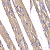 Immunohistochemistry of paraffin-embedded rat heart using FXN / Frataxin antibody (16-947) at dilution of 1:100 (40x lens) .