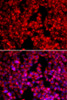 Immunofluorescence analysis of U2OS cells using MTTP antibody (16-950) . Blue: DAPI for nuclear staining.