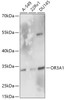 Western blot analysis of extracts of various cell lines, using OR3A1 antibody (16-967) at 1:1000 dilution.<br/>Secondary antibody: HRP Goat Anti-Rabbit IgG (H+L) at 1:10000 dilution.<br/>Lysates/proteins: 25ug per lane.<br/>Blocking buffer: 3% nonfat dry milk in TBST.<br/>Detection: ECL Basic Kit.<br/>Exposure time: 90s.