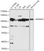 Western blot analysis of extracts of various cell lines, using MAP4K2 antibody (16-970) at 1:1000 dilution.<br/>Secondary antibody: HRP Goat Anti-Rabbit IgG (H+L) at 1:10000 dilution.<br/>Lysates/proteins: 25ug per lane.<br/>Blocking buffer: 3% nonfat dry milk in TBST.<br/>Detection: ECL Basic Kit.<br/>Exposure time: 10s.