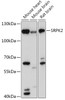 Western blot analysis of extracts of various cell lines, using SRPK2 antibody (16-977) at 1:1000 dilution.<br/>Secondary antibody: HRP Goat Anti-Rabbit IgG (H+L) at 1:10000 dilution.<br/>Lysates/proteins: 25ug per lane.<br/>Blocking buffer: 3% nonfat dry milk in TBST.<br/>Detection: ECL Basic Kit.<br/>Exposure time: 120s.