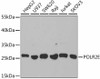 Western blot analysis of extracts of various cell lines, using POLR2E antibody (16-984) at 1:1000 dilution.<br/>Secondary antibody: HRP Goat Anti-Rabbit IgG (H+L) at 1:10000 dilution.<br/>Lysates/proteins: 25ug per lane.<br/>Blocking buffer: 3% nonfat dry milk in TBST.