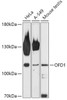 Western blot analysis of extracts of various cell lines, using OFD1 antibody (16-986) at 1:1000 dilution.<br/>Secondary antibody: HRP Goat Anti-Rabbit IgG (H+L) at 1:10000 dilution.<br/>Lysates/proteins: 25ug per lane.<br/>Blocking buffer: 3% nonfat dry milk in TBST.<br/>Detection: ECL Basic Kit.<br/>Exposure time: 90s.