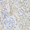 Immunohistochemistry of paraffin-embedded rat kidney using UBE3A antibody (16-987) at dilution of 1:200 (40x lens) .