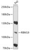 Western blot analysis of extracts of Raji cells, using RBM19 antibody (16-998) at 1:1000 dilution.<br/>Secondary antibody: HRP Goat Anti-Rabbit IgG (H+L) at 1:10000 dilution.<br/>Lysates/proteins: 25ug per lane.<br/>Blocking buffer: 3% nonfat dry milk in TBST.<br/>Detection: ECL Basic Kit.<br/>Exposure time: 5min.