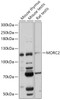 Western blot analysis of extracts of various cell lines, using MORC2 antibody (18-020) at 1:1000 dilution.<br/>Secondary antibody: HRP Goat Anti-Rabbit IgG (H+L) at 1:10000 dilution.<br/>Lysates/proteins: 25ug per lane.<br/>Blocking buffer: 3% nonfat dry milk in TBST.<br/>Detection: ECL Basic Kit.<br/>Exposure time: 60s.