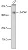 Western blot analysis of extracts of LO2 cells, using LIMCH1 antibody (18-026) at 1:1000 dilution.<br/>Secondary antibody: HRP Goat Anti-Rabbit IgG (H+L) at 1:10000 dilution.<br/>Lysates/proteins: 25ug per lane.<br/>Blocking buffer: 3% nonfat dry milk in TBST.<br/>Detection: ECL Basic Kit.<br/>Exposure time: 10s.