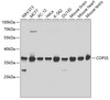 Western blot analysis of extracts of various cell lines, using COPS5 antibody (18-031) at 1:1000 dilution.<br/>Secondary antibody: HRP Goat Anti-Rabbit IgG (H+L) at 1:10000 dilution.<br/>Lysates/proteins: 25ug per lane.<br/>Blocking buffer: 3% nonfat dry milk in TBST.
