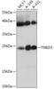 Western blot analysis of extracts of various cell lines, using TMED3 antibody (18-033) at 1:1000 dilution.<br/>Secondary antibody: HRP Goat Anti-Rabbit IgG (H+L) at 1:10000 dilution.<br/>Lysates/proteins: 25ug per lane.<br/>Blocking buffer: 3% nonfat dry milk in TBST.<br/>Detection: ECL Basic Kit.<br/>Exposure time: 180s.