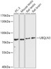 Western blot analysis of extracts of various cell lines, using UBQLN3 antibody (18-051) at 1:1000 dilution.<br/>Secondary antibody: HRP Goat Anti-Rabbit IgG (H+L) at 1:10000 dilution.<br/>Lysates/proteins: 25ug per lane.<br/>Blocking buffer: 3% nonfat dry milk in TBST.<br/>Detection: ECL Basic Kit.<br/>Exposure time: 30s.