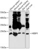 Western blot analysis of extracts of various cell lines, using HEBP1 antibody (18-052) at 1:1000 dilution.<br/>Secondary antibody: HRP Goat Anti-Rabbit IgG (H+L) at 1:10000 dilution.<br/>Lysates/proteins: 25ug per lane.<br/>Blocking buffer: 3% nonfat dry milk in TBST.<br/>Detection: ECL Basic Kit.<br/>Exposure time: 3min.