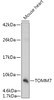 Western blot analysis of extracts of Mouse heart, using TOMM7 antibody (18-061) at 1:1000 dilution.<br/>Secondary antibody: HRP Goat Anti-Rabbit IgG (H+L) at 1:10000 dilution.<br/>Lysates/proteins: 25ug per lane.<br/>Blocking buffer: 3% nonfat dry milk in TBST.<br/>Detection: ECL Basic Kit.<br/>Exposure time: 180s.