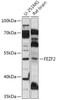 Western blot analysis of extracts of various cell lines, using FEZF2 antibody (18-064) at 1:1000 dilution.<br/>Secondary antibody: HRP Goat Anti-Rabbit IgG (H+L) at 1:10000 dilution.<br/>Lysates/proteins: 25ug per lane.<br/>Blocking buffer: 3% nonfat dry milk in TBST.<br/>Detection: ECL Basic Kit.<br/>Exposure time: 15s.