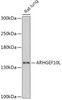 Western blot analysis of extracts of Rat lung, using ARHGEF10L antibody (18-066) at 1:1000 dilution.<br/>Secondary antibody: HRP Goat Anti-Rabbit IgG (H+L) at 1:10000 dilution.<br/>Lysates/proteins: 25ug per lane.<br/>Blocking buffer: 3% nonfat dry milk in TBST.<br/>Detection: ECL Basic Kit.<br/>Exposure time: 90s.