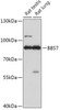 Western blot analysis of extracts of various cell lines, using BBS7 antibody (18-068) at 1:1000 dilution.<br/>Secondary antibody: HRP Goat Anti-Rabbit IgG (H+L) at 1:10000 dilution.<br/>Lysates/proteins: 25ug per lane.<br/>Blocking buffer: 3% nonfat dry milk in TBST.<br/>Detection: ECL Basic Kit.<br/>Exposure time: 30s.