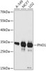 Western blot analysis of extracts of various cell lines, using PNO1 antibody (18-081) at 1:1000 dilution.<br/>Secondary antibody: HRP Goat Anti-Rabbit IgG (H+L) at 1:10000 dilution.<br/>Lysates/proteins: 25ug per lane.<br/>Blocking buffer: 3% nonfat dry milk in TBST.<br/>Detection: ECL Basic Kit.<br/>Exposure time: 10s.