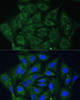 Immunofluorescence analysis of U-2 OS cells using IGF2BP2 antibody (18-082) at dilution of 1:100. Blue: DAPI for nuclear staining.