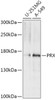 Western blot analysis of extracts of various cell lines, using PRX antibody (18-084) at 1:1000 dilution.<br/>Secondary antibody: HRP Goat Anti-Rabbit IgG (H+L) at 1:10000 dilution.<br/>Lysates/proteins: 25ug per lane.<br/>Blocking buffer: 3% nonfat dry milk in TBST.<br/>Detection: ECL Basic Kit.<br/>Exposure time: 30s.