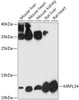 Western blot analysis of extracts of various cell lines, using MRPL34 antibody (18-090) at 1:1000 dilution.<br/>Secondary antibody: HRP Goat Anti-Rabbit IgG (H+L) at 1:10000 dilution.<br/>Lysates/proteins: 25ug per lane.<br/>Blocking buffer: 3% nonfat dry milk in TBST.<br/>Detection: ECL Basic Kit.<br/>Exposure time: 90s.