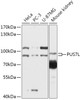 Western blot analysis of extracts of various cell lines, using PUS7L antibody (18-098) at 1:1000 dilution.<br/>Secondary antibody: HRP Goat Anti-Rabbit IgG (H+L) at 1:10000 dilution.<br/>Lysates/proteins: 25ug per lane.<br/>Blocking buffer: 3% nonfat dry milk in TBST.<br/>Detection: ECL Basic Kit.<br/>Exposure time: 10s.