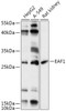 Western blot analysis of extracts of various cell lines, using EAF1 antibody (18-105) at 1:1000 dilution.<br/>Secondary antibody: HRP Goat Anti-Rabbit IgG (H+L) at 1:10000 dilution.<br/>Lysates/proteins: 25ug per lane.<br/>Blocking buffer: 3% nonfat dry milk in TBST.<br/>Detection: ECL Basic Kit.<br/>Exposure time: 60s.