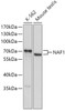 Western blot analysis of extracts of various cell lines, using NAF1 antibody (18-112) at 1:1000 dilution.<br/>Secondary antibody: HRP Goat Anti-Rabbit IgG (H+L) at 1:10000 dilution.<br/>Lysates/proteins: 25ug per lane.<br/>Blocking buffer: 3% nonfat dry milk in TBST.<br/>Detection: ECL Basic Kit.<br/>Exposure time: 60s.